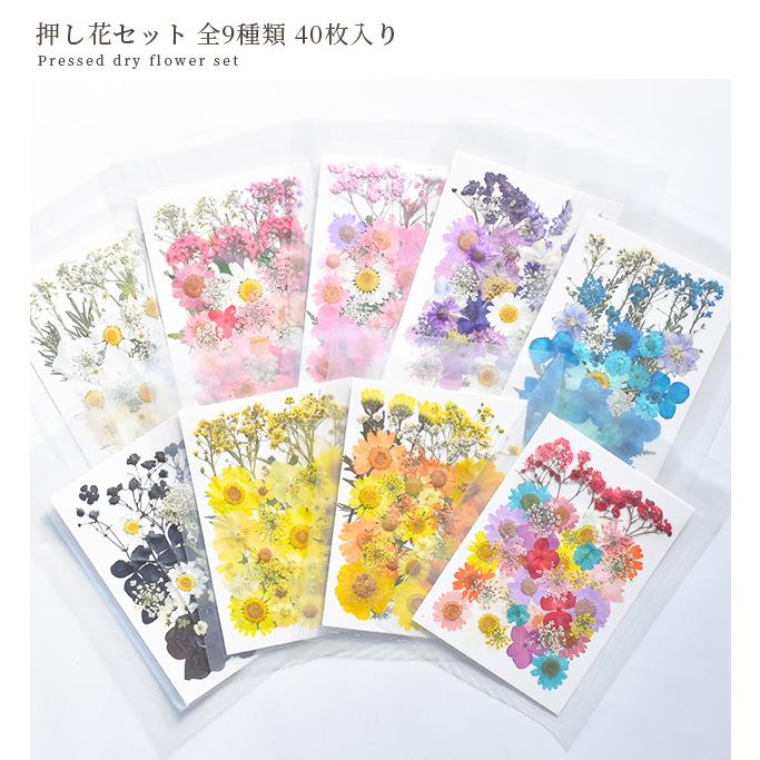 MY mama 押し花 セット 40枚 レジン封入 全9種 □ ドライ MY mama 押し花 セット 40枚 レジン封入 全9種 □ ドライ