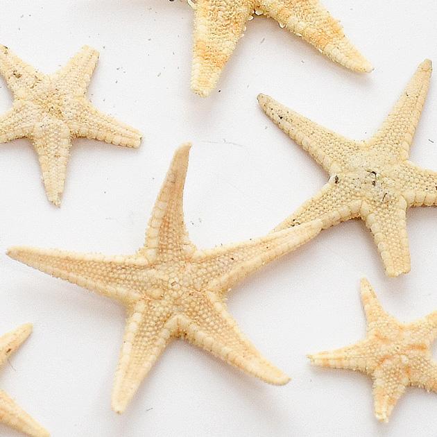 MY mama レジン 封入 封入パーツ 天然 リアル ヒトデ 10枚入 おしゃれ