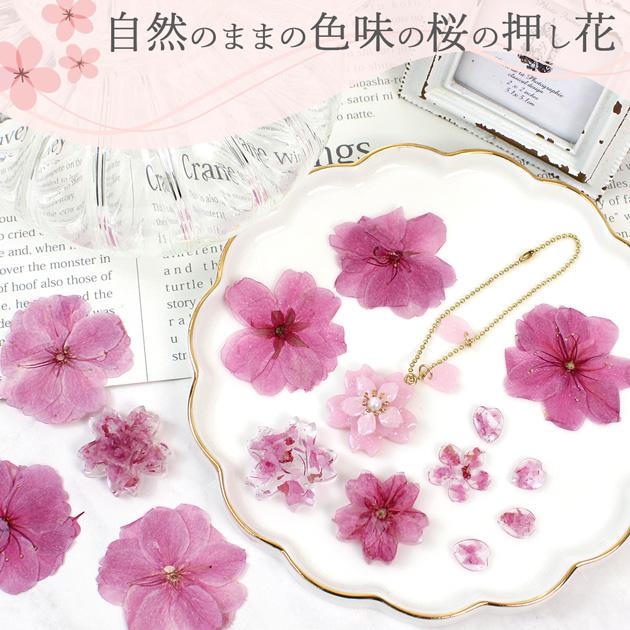 MY mama 訳あり 押し花 ドライフラワーセット 桜 12枚入 □ さくら 花