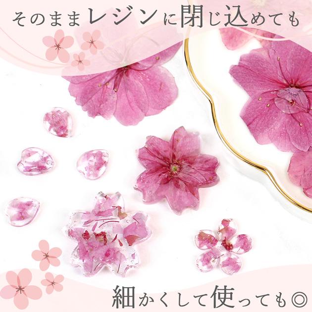 MY mama 押し花 ドライフラワー セット 桜 12枚入 □ さくら 花