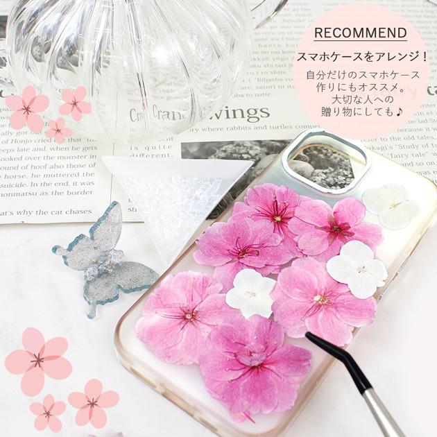 MY mama 訳あり 押し花 ドライフラワーセット 桜 12枚入 □ さくら 花