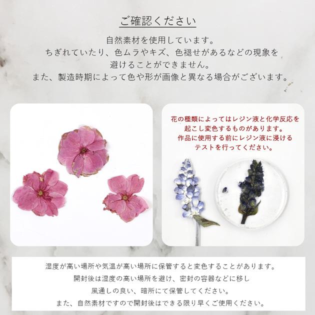 MY mama 押し花 ドライフラワー セット 桜 12枚入 □ さくら 花