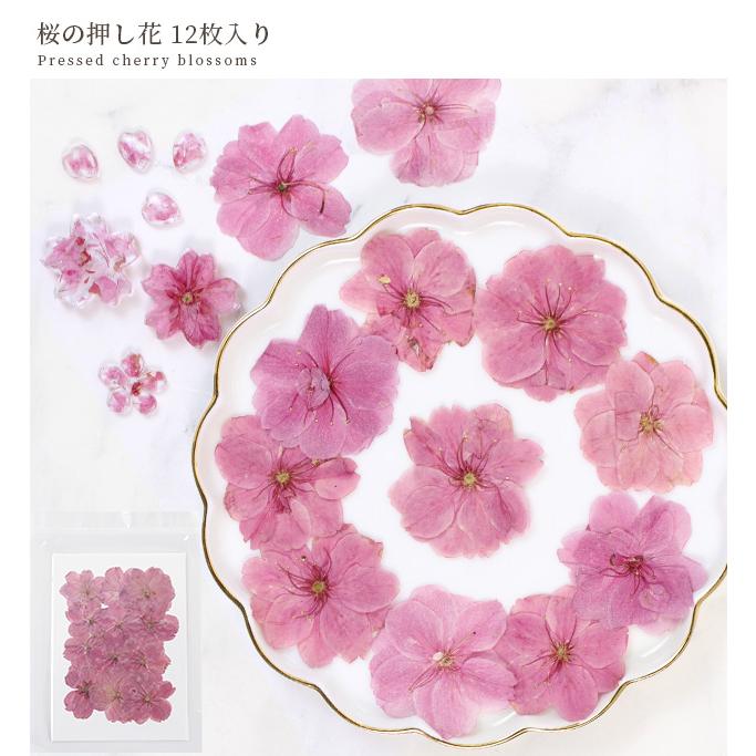 MY mama 訳あり 押し花 ドライフラワーセット 桜 12枚入 □ さくら 花