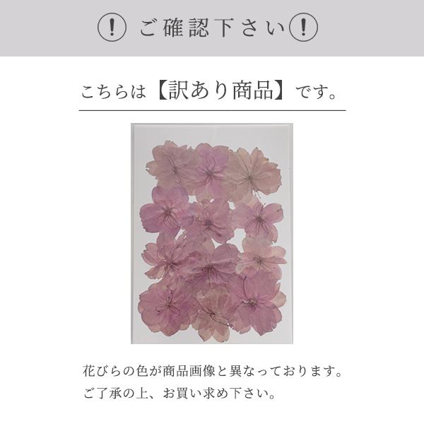 MY mama 訳あり 押し花 ドライフラワーセット 桜 12枚入 □ さくら 花
