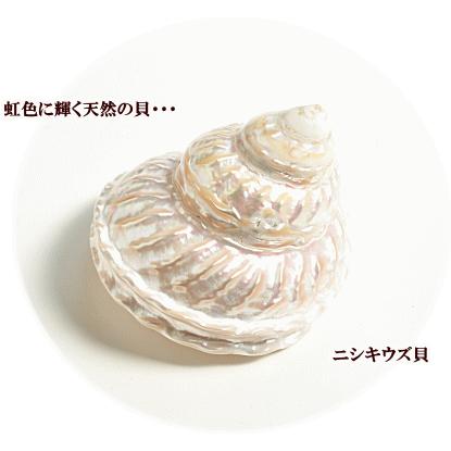 天然 ニシキウズ貝 お試しセット □ 錦渦貝 貝 シェル 三角 しずく 星