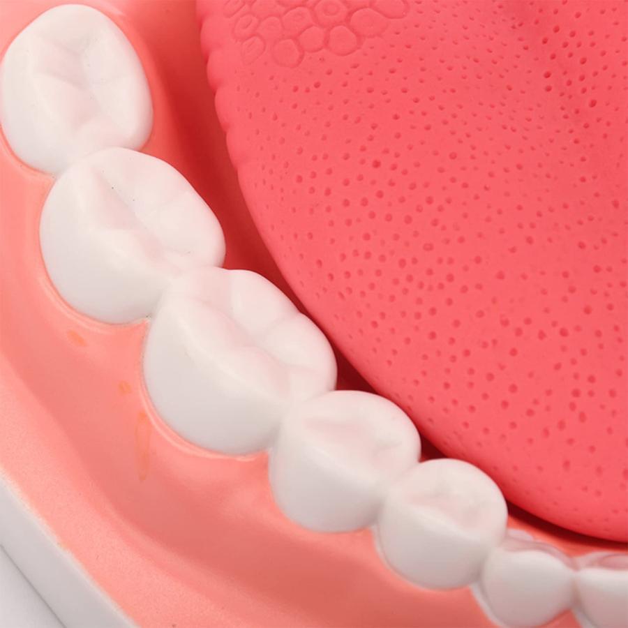 6倍の倍率歯科モデル 歯の模型患者説明用 歯医者 おもちゃ舌模型 上顎/下顎モデル メンタリング/教育/インターンシップ/研究のため 歯磨きガイドモデル｜mya-bussan｜03