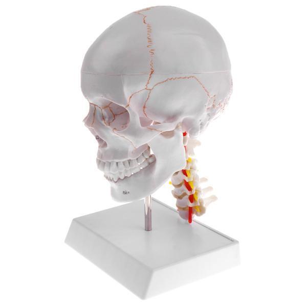 1:1 人間頭部骨格モデル 人間頭蓋骨模型 ディスプレイ ラボ 医学 生物｜mya-bussan｜07