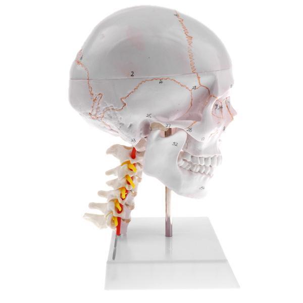 1:1 人間頭部骨格モデル 人間頭蓋骨模型 ディスプレイ ラボ 医学 生物｜mya-bussan｜09