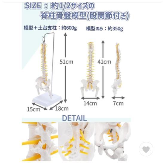 1/2サイズなのに高精度かつグニャと背骨を動かせるミニ脊柱人体模型 約45cm 骨模型 骨格標本 可動する股関節 女性骨盤 台座付き｜mya-bussan｜05