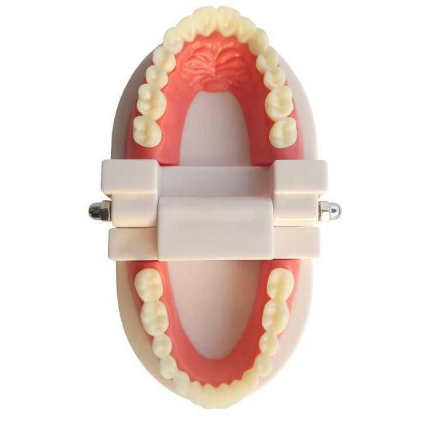 歯模型 歯列模型 歯模型 実物大 モデル 180度 開閉式 歯ブラシ セット子供 歯を磨くことを学ぶ 歯科病院 学校などでの指導 教育 人体模型｜mya-bussan｜04