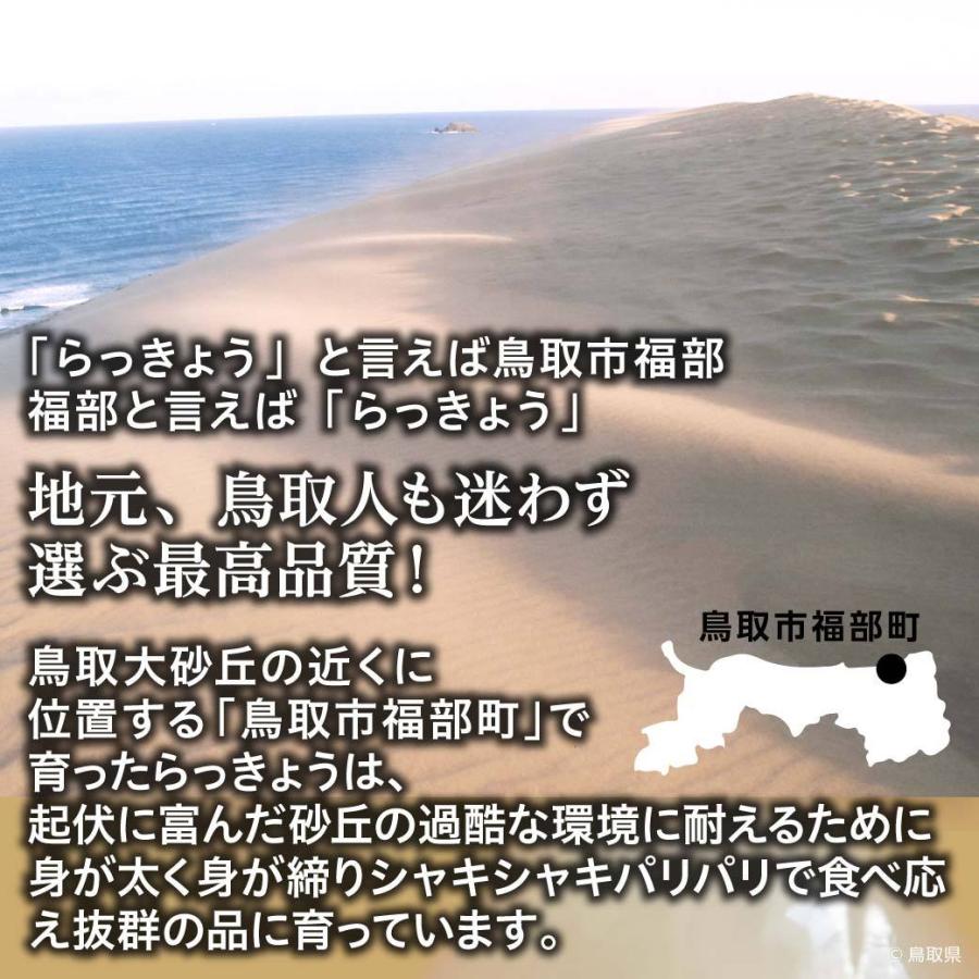 鳥取砂丘と砂丘辣韭
