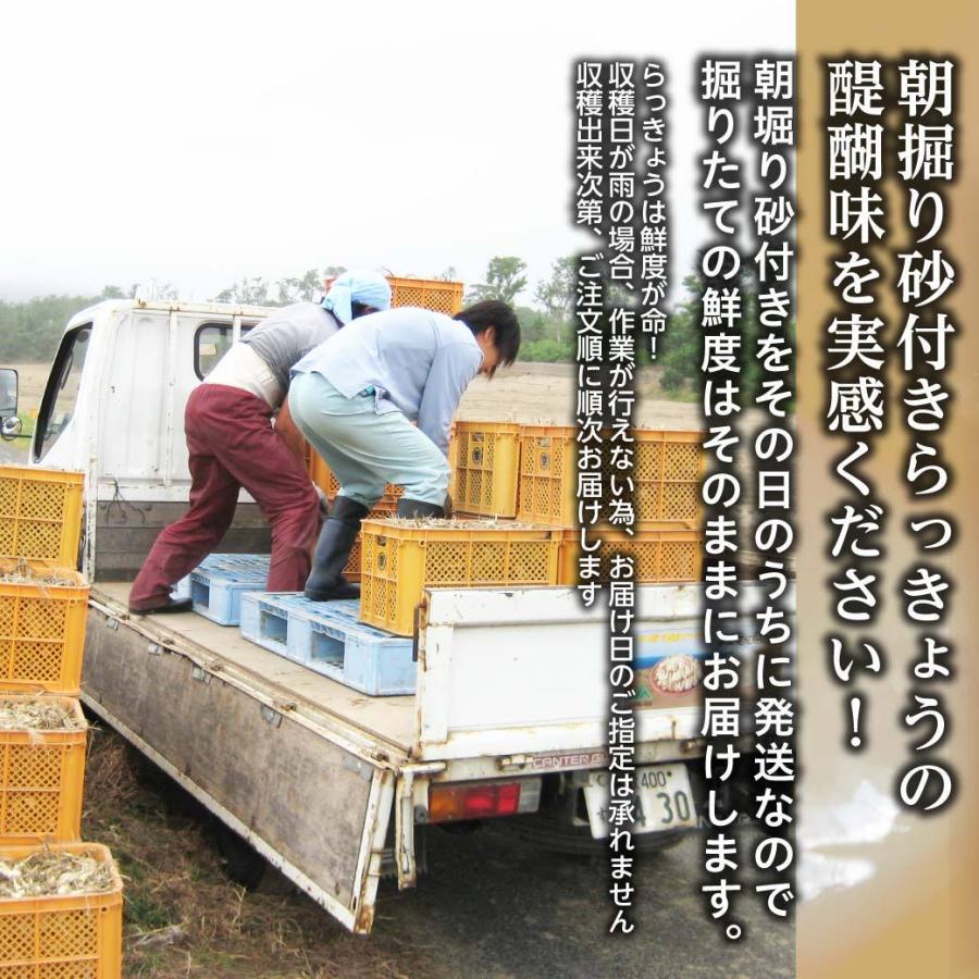 朝掘り砂付きらっきょうの醍醐味を実感ください