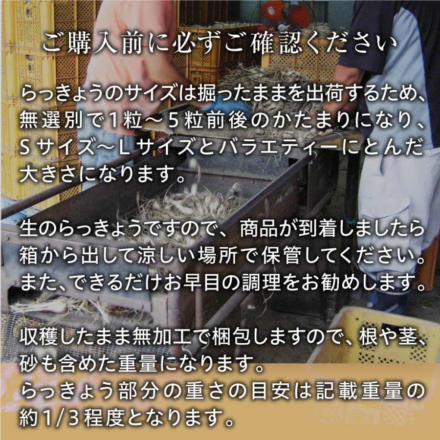 らっきょう 橋本さんちの生らっきょう 3.6kg 根付き 葉付き 砂付き 土付き らくだ系 鳥取 福部町 砂丘 産地直送 新鮮 旬 送料無料（北海道・沖縄を除く）｜mygift-shop｜12