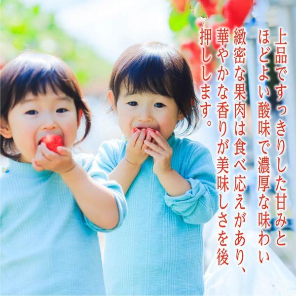 イチゴ とっておき 大粒詰合せ 鳥取県 新ブランド苺 有機肥料 産地直送  ギフト あきひめ 章姫 大粒 苺 送料無料（北海道・沖縄を除く） |  | 02