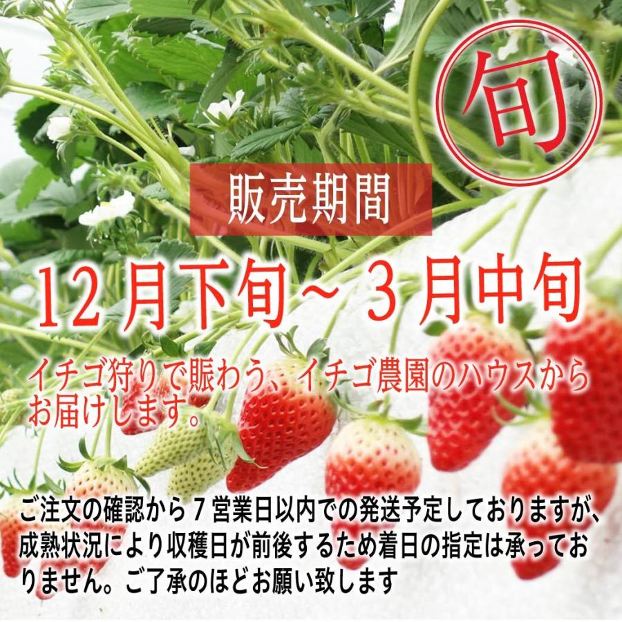 鳥取県オリジナル品種「とっておきいちご」 | MY GIFT | 山陰 鳥取県オリジナル品種「とっておきいちご」 | MY GIFT | 山陰