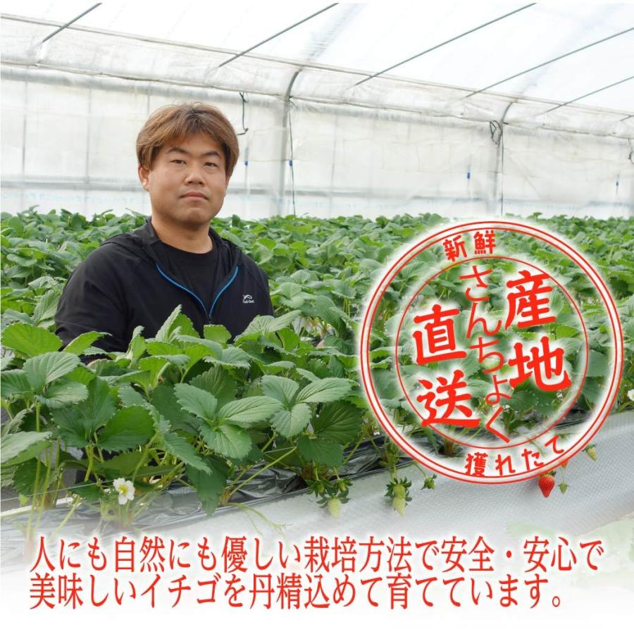 【新鮮獲れたて産地直送】人にも自然にも優しい栽培方法で安心・安全で美味しいイチゴを丹精込めて育てています。