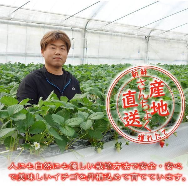 イチゴ あきひめ 章姫 約500g 12~18粒入り 化粧箱 ギフト 有機肥料使用 産地直送 歳暮 プレゼント ブランド 大粒 苺 鳥取 送料無料（北海道・沖縄を除く） |  | 07