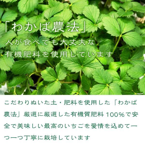 イチゴ あきひめ いちご 章姫 4P詰合せ 有機肥料 使用 苺 産地直送 ブランド  ギフト プレゼント 歳暮 鳥取 送料無料（北海道・沖縄を除く） |  | 03