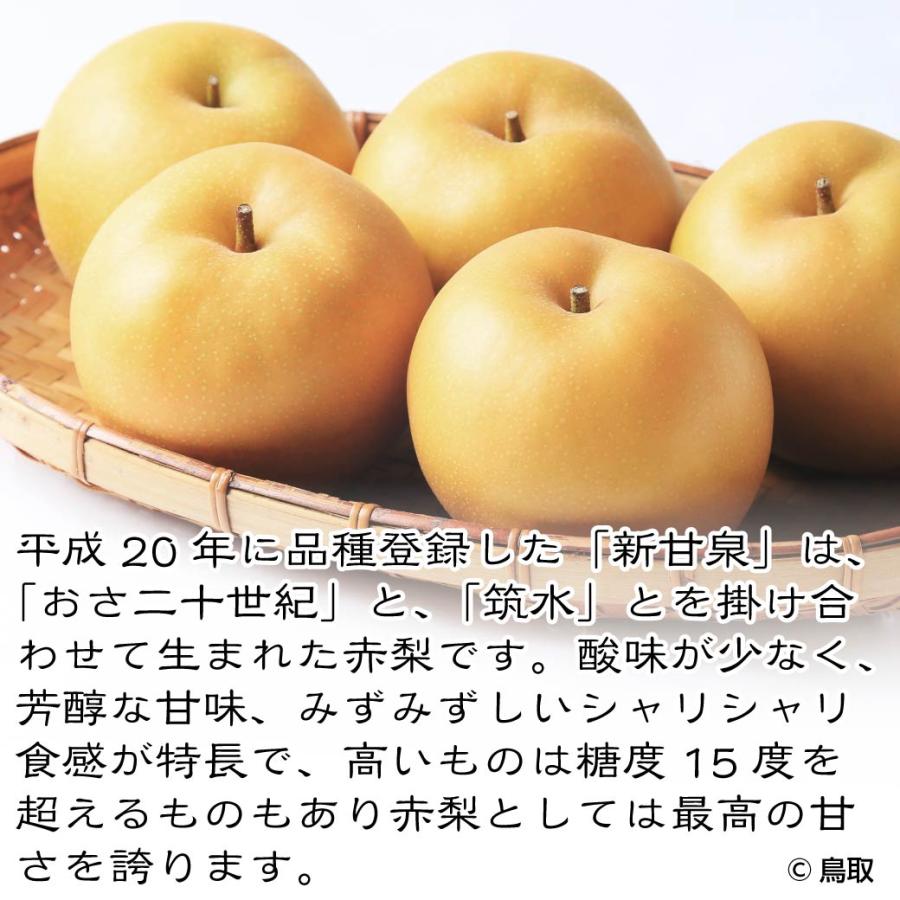 贈答用　あまぁい新甘泉　３キロ✖️2箱　お買い得 9月上旬出荷】 自宅用 梨 新甘泉 3kg 6~10玉入 鳥取県産 しんかんせん