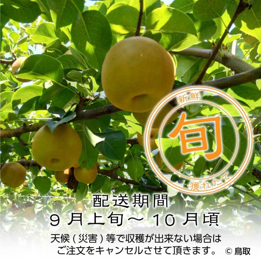 9月上旬出荷】 自宅用 梨 新甘泉 3kg 6~10玉入 鳥取県産 しんかんせん