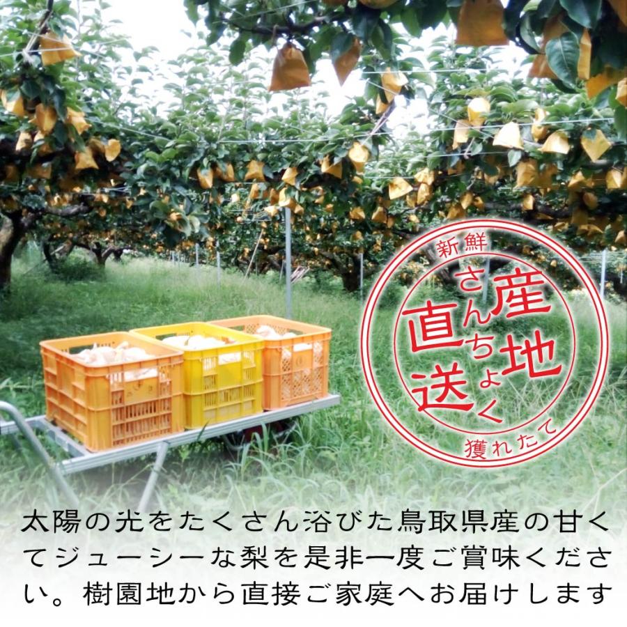 9月上旬出荷】 自宅用 梨 新甘泉 3kg 6~10玉入 鳥取県産 しんかんせん