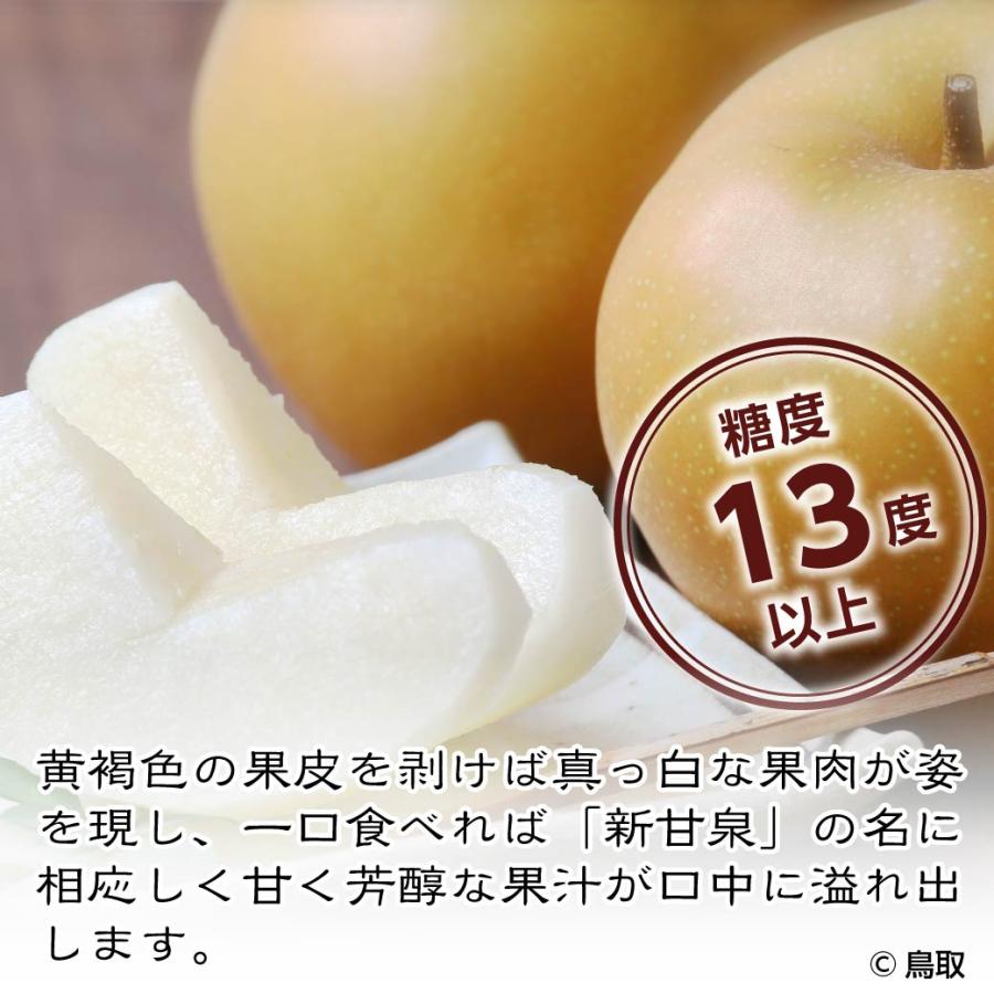 9月上旬出荷】 自宅用 梨 新甘泉 5kg 10~16玉入 鳥取県産 しんかんせん