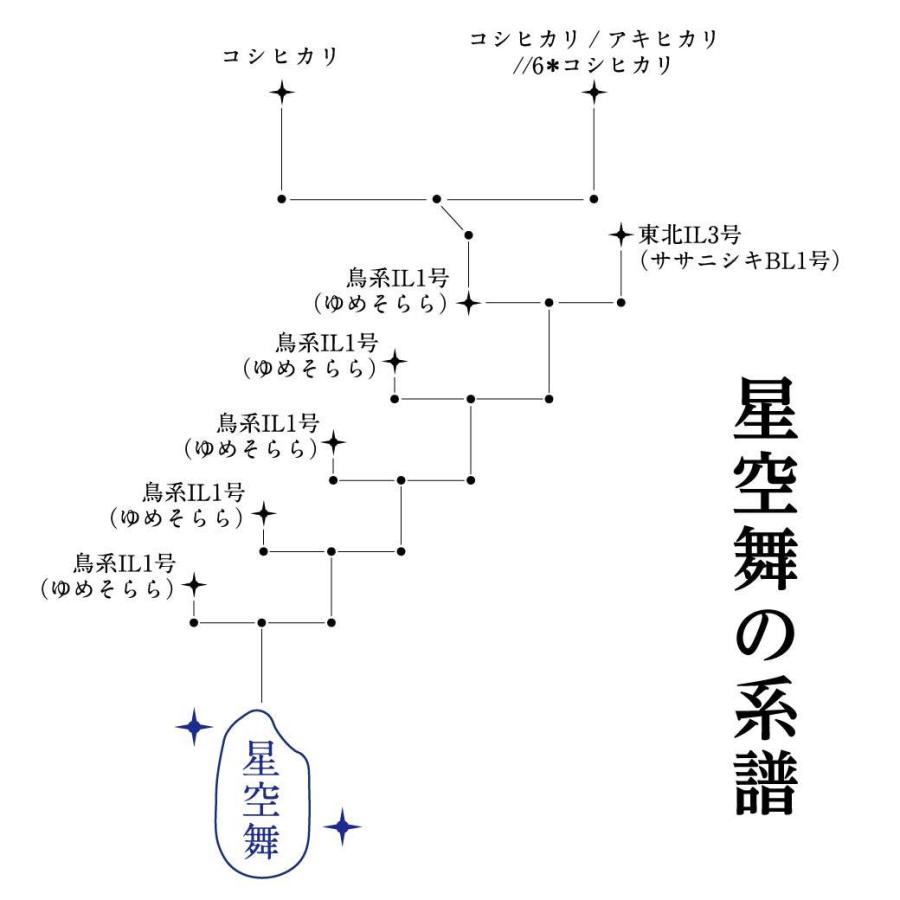 新米 米 星空舞 篠原ともえオリジナルデザインパッケージ 鳥取県 新米 米 星空舞 篠原ともえオリジナルデザインパッケージ 鳥取県