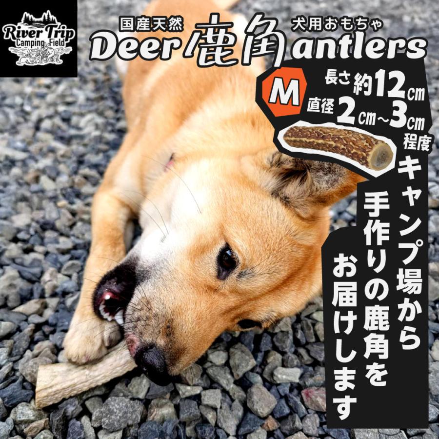 鹿の角 犬用 1本 Mサイズ 天然 無添加 鳥取県産 おやつ 自然 おもちゃ 鹿角 送料無料（北海道・沖縄を除く） | 