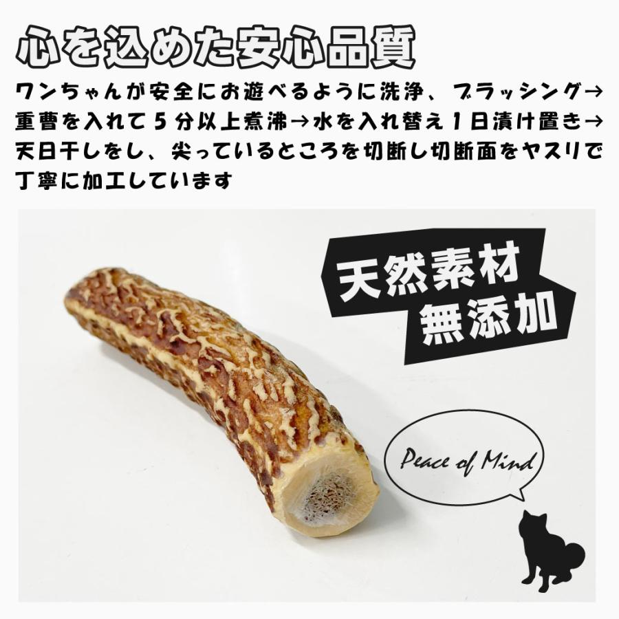 鹿の角 犬用 1本 Mサイズ 天然 無添加 鳥取県産 おやつ 自然 おもちゃ 鹿角 送料無料（北海道・沖縄を除く） |  | 02