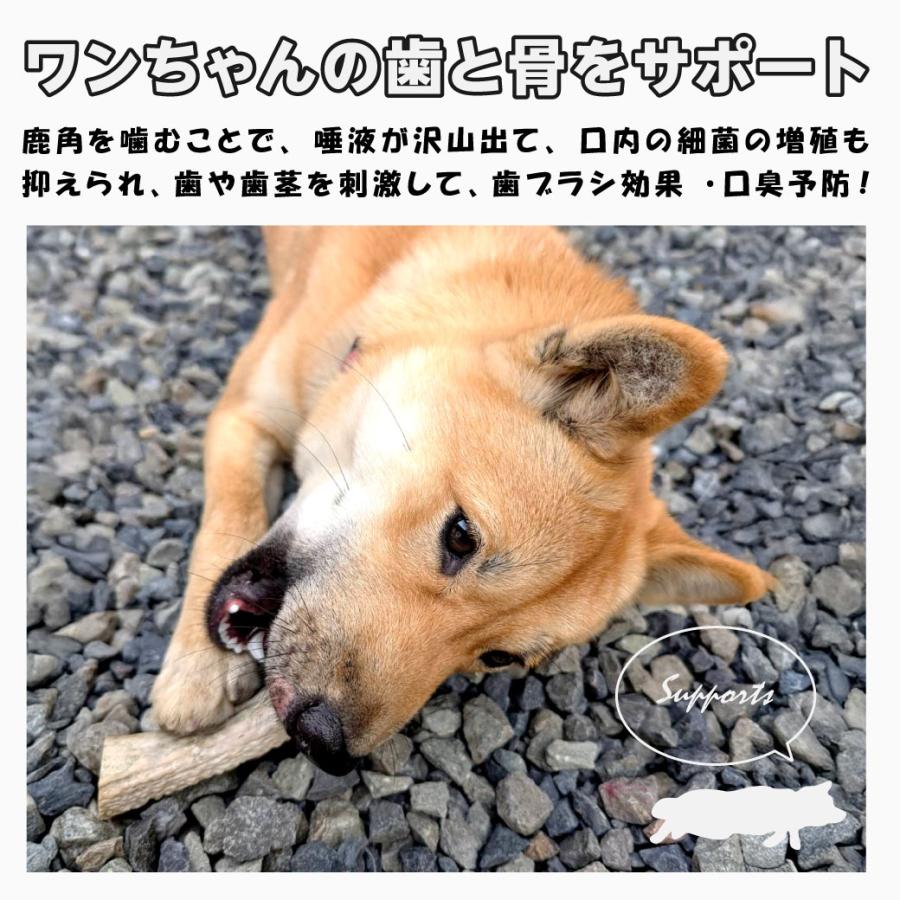 鹿の角 犬用 1本 Lサイズ 天然 無添加 鳥取県産 おやつ 自然 おもちゃ 鹿角 送料無料（北海道・沖縄を除く） |  | 04