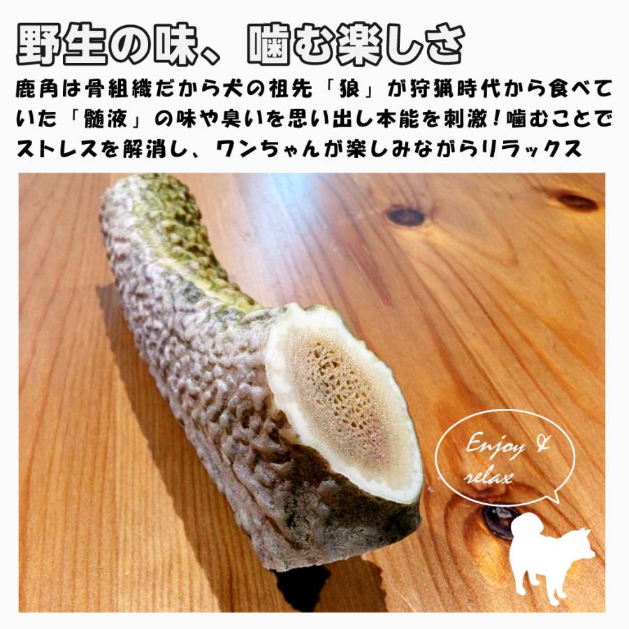 鹿の角 犬用 1本 Lサイズ 天然 無添加 鳥取県産 おやつ 自然 おもちゃ 鹿角 送料無料（北海道・沖縄を除く） |  | 05