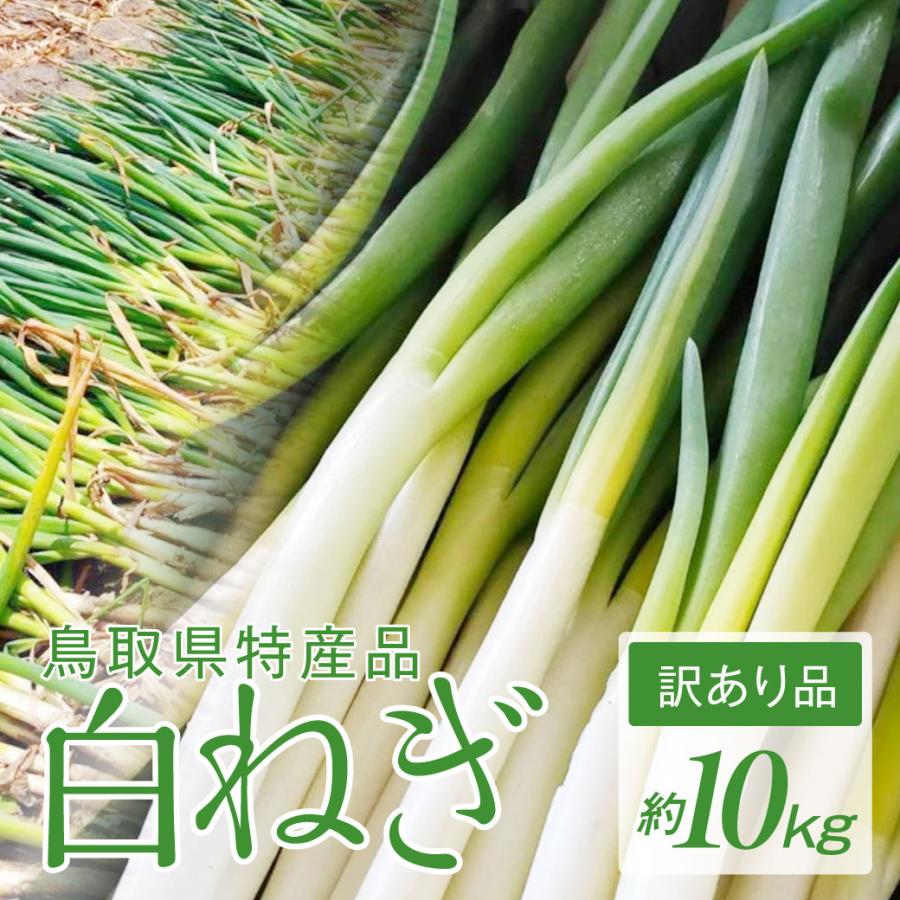 新鮮 国産長ネギ 白ネギ 【10kg】送料なし ねぎ 白ネギ 10kg 訳あり 国産 鳥取 業務用 大容量 特産品 お得 葱 長