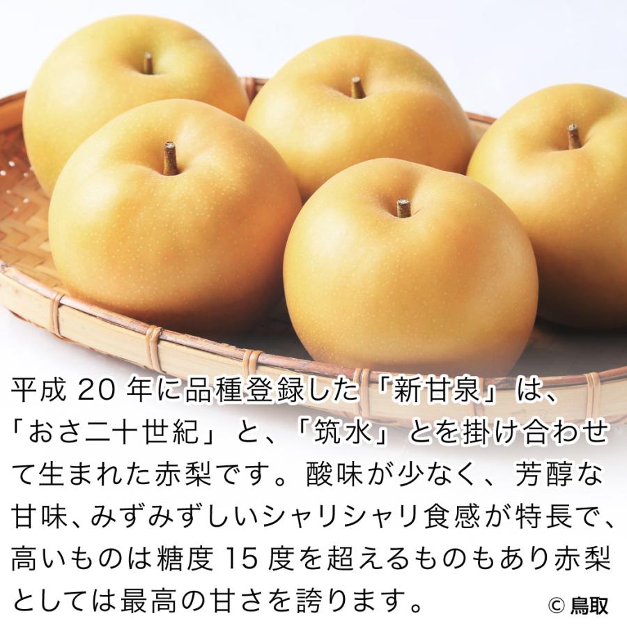 梨 新甘泉 予約 自宅用 5kg 12〜16玉入 鳥取県産 しんかんせん 訳あり