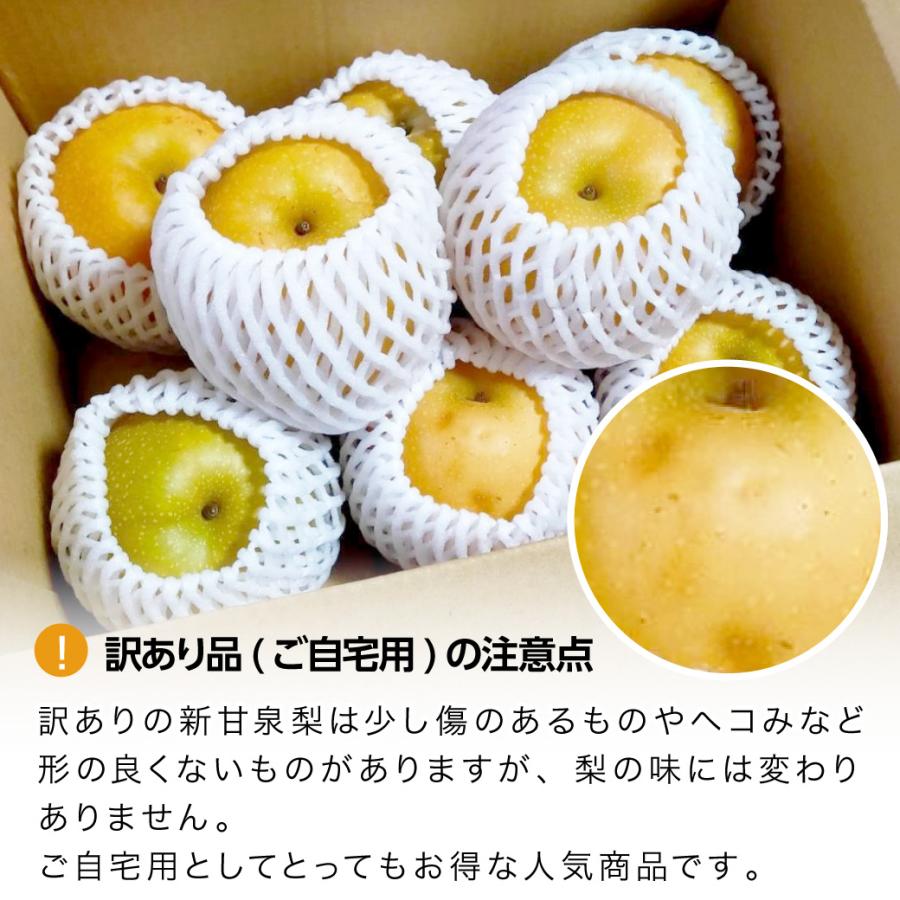 Phoebe新甘泉梨家庭用訳あり。5kg ×2箱送ります。 梨 新甘泉 予約 自宅用 5kg 12〜16玉入 鳥取県産 しんかんせん 訳あり