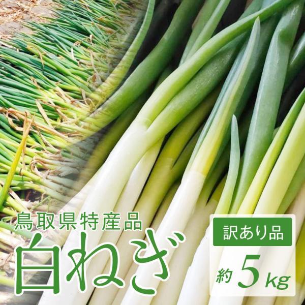 ねぎ 白ネギ 5kg 訳あり 国産 鳥取 業務用 大容量 特産品 お得 葱 長ねぎ 新鮮 旬 送料無料（北海道・沖縄を除く） | 