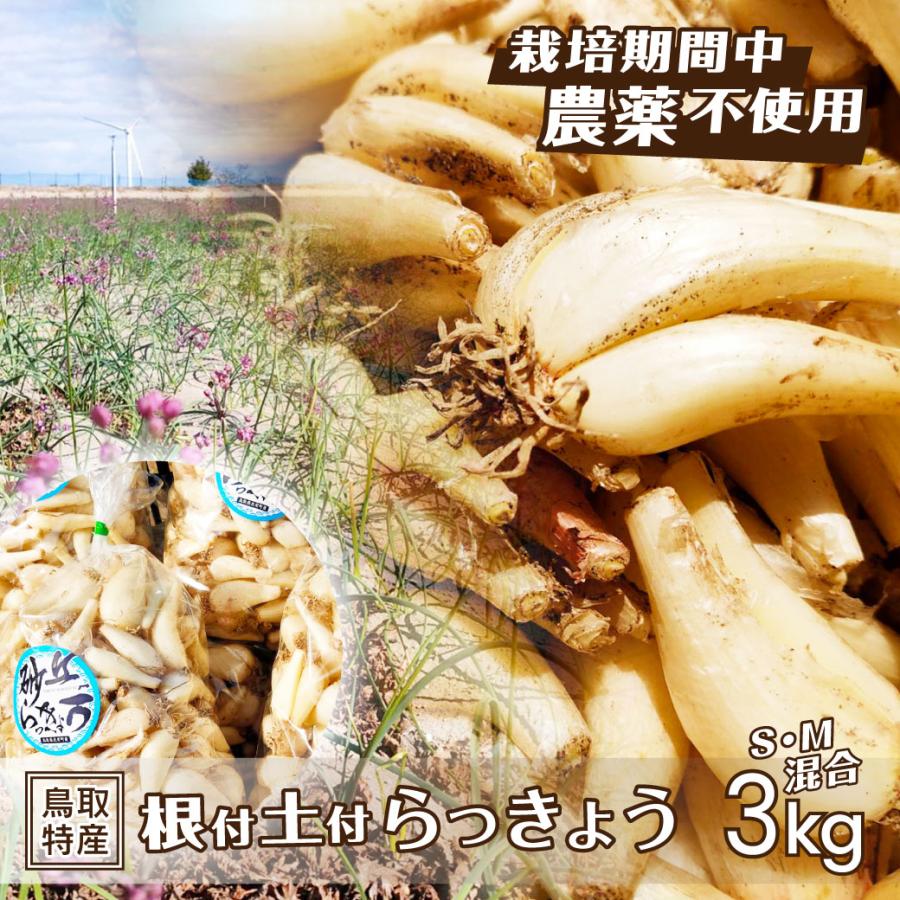 5月下旬発送】 らっきょう 根付き 土付き 北条 砂丘 栽培期間中農薬不
