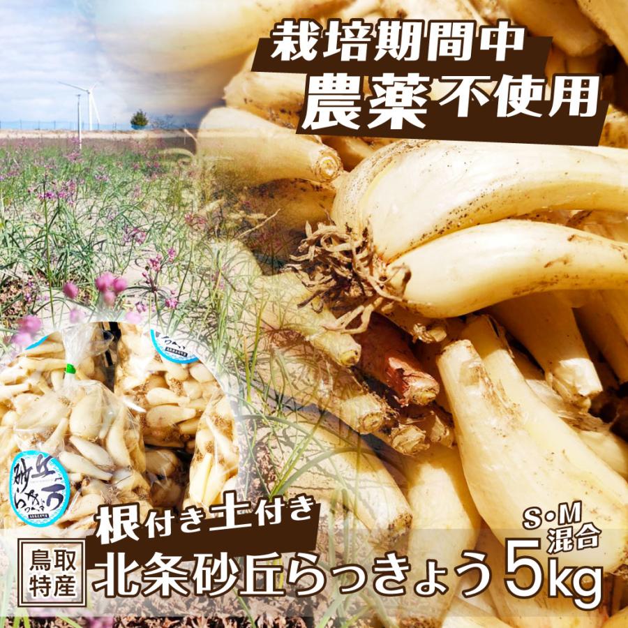 鳥取県北栄町産　砂丘らっきょう　５ｋｇ　無農薬 鳥取県北栄町産】砂丘らっきょう 甘酢漬け（180g×5袋） – さんチョク