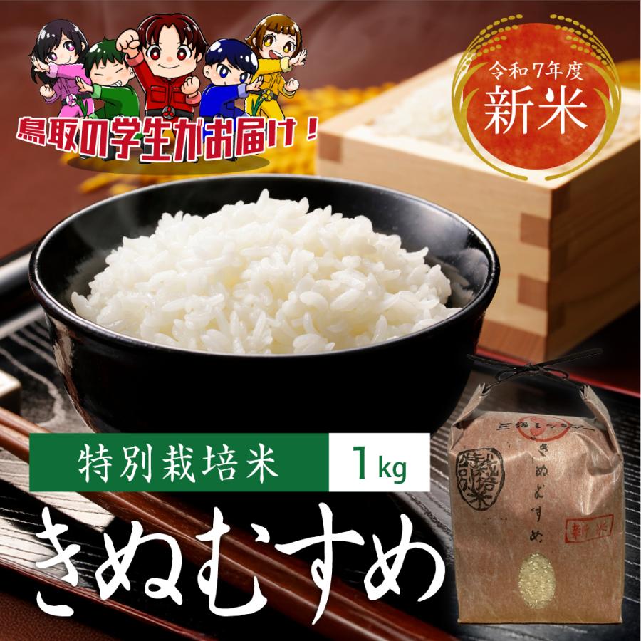 特別栽培米 きぬむすめ 新米 令和7年産 鳥取県産 1kg 米 お米 白米 R7 