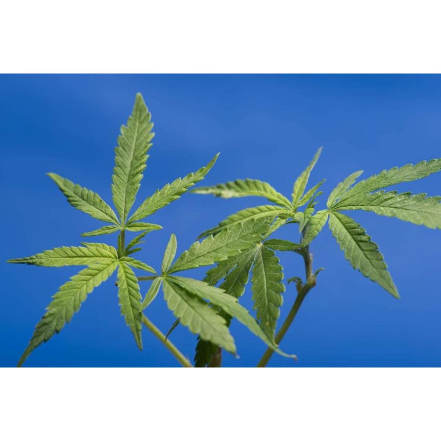 即日発送 陶器製 透かし彫りが美しい アロマテラピー 読書にも 精神統一 リラクゼーション向き 横置き香皿 麻の葉 Wantannas Go Id