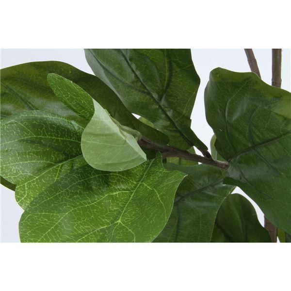 観葉植物 造花 幅80×奥行80×高さ155cm フィカス カシワバゴム インテリアグリーン リビング ダイニング インテリア雑貨〔代引不可〕 観葉植物 造花 インテリアグリーン リビング 幅80×奥行80×高さ155cm フィカス カシワバゴム ダイニング インテリア雑貨