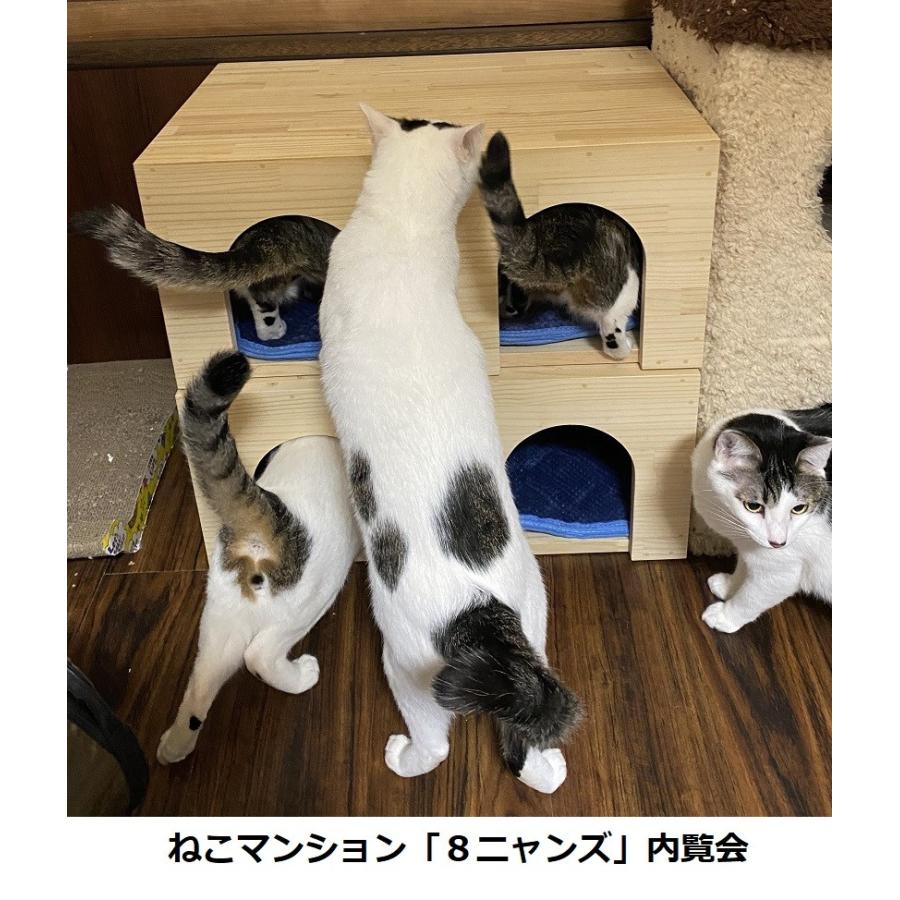 が大特価 ダンボール ねこ トラック アーガイル柄 1セット キャットハウス 猫箱 ねこばこ 猫ハウス ペットハウス ユニーク かわいい ネコ 段ボール ネコトラ ねこトラ 猫トラ 807 Fucoa Cl