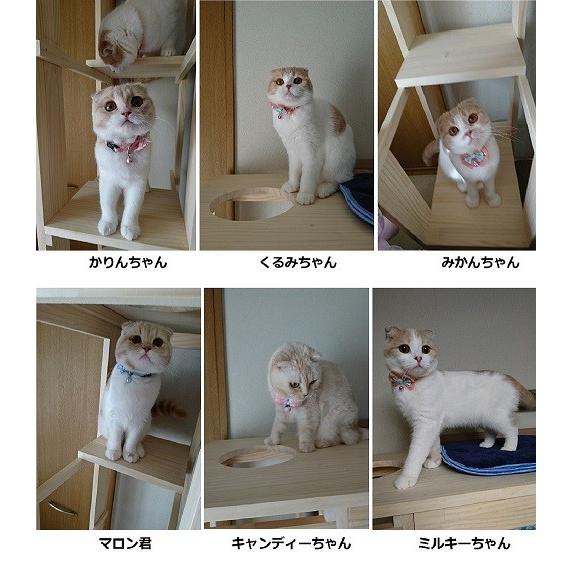 キャッタワー 木製 据え置き型 にゃんこランド タイプF : ねこ館みゅう