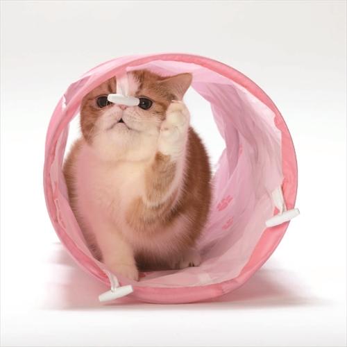 この猫専用品 猫壱（necoichi） P-4580471867129 キャットトンネル ピンク : 日本橋
