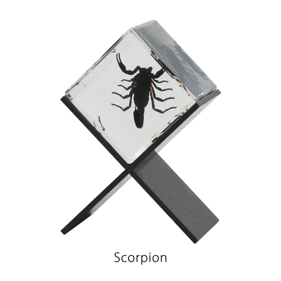 カシミール Casimir Scorpion サソリ 置物 標本 昆虫 オブジェ ペーパーウェイト