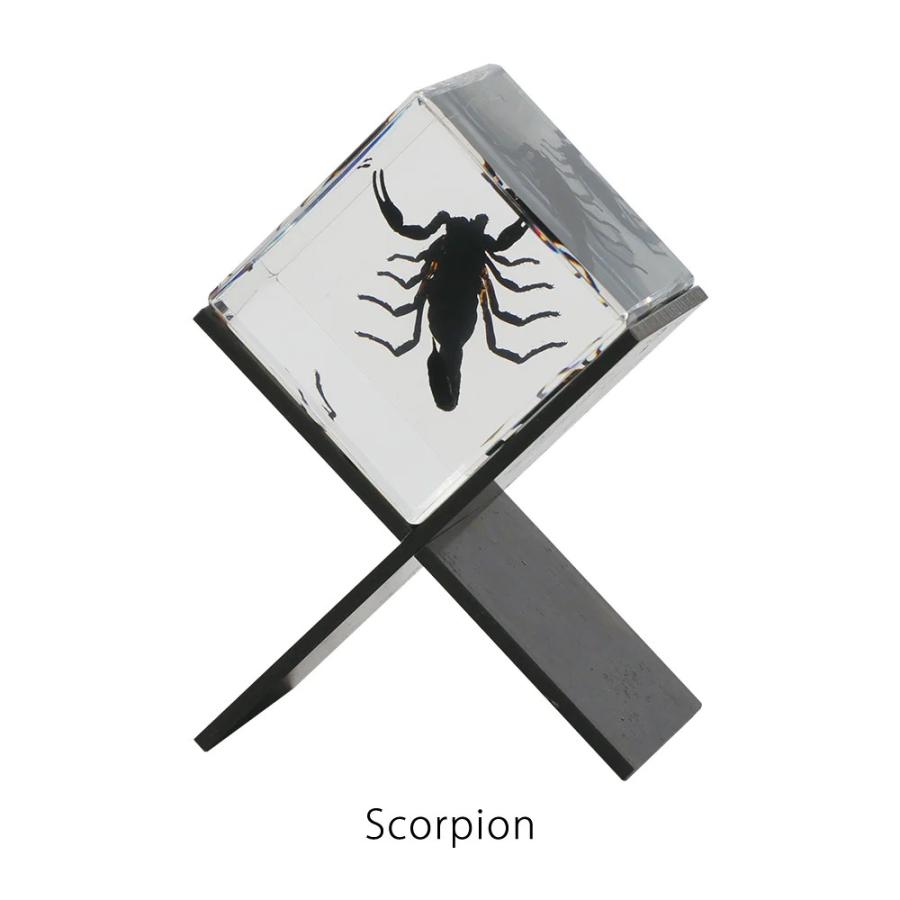カシミール Casimir Scorpion サソリ 置物 標本 昆虫 オブジェ