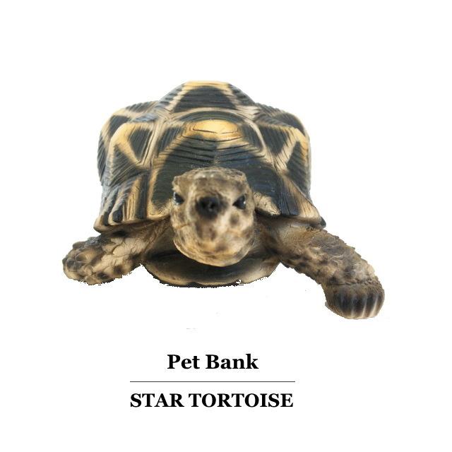 亀 ホシガメ 置物 ペットバンク スタートータス Pet Bank Star