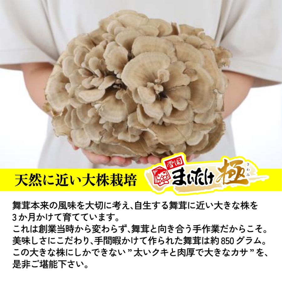 雪国まいたけ 白舞茸 極(きわみ) 新潟県産 800g 大株 無農薬 化学肥料