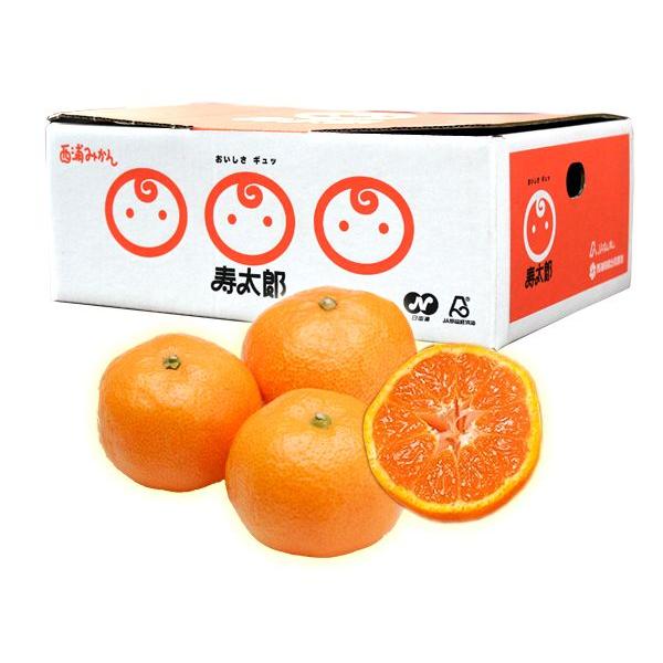 寿太郎みかん お試し便 2.5kg 産地直送 ブランドみかん 静岡 沼津