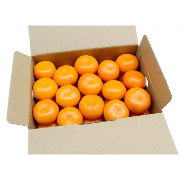 寿太郎みかん お試し便 2.5kg 産地直送 ブランドみかん 静岡 沼津