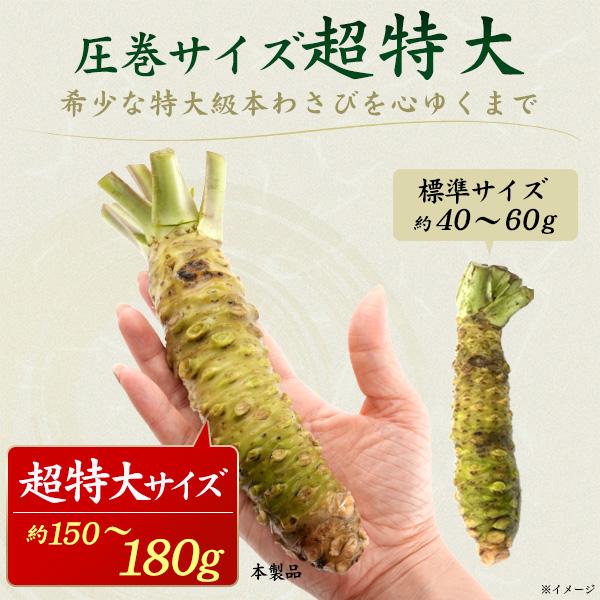 本わさび 超特大 約150g〜180g 1本 静岡県産 生わさび わさび ワサビ